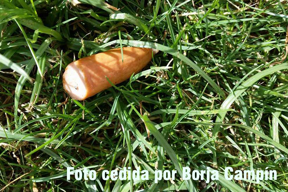ataque-a-perros